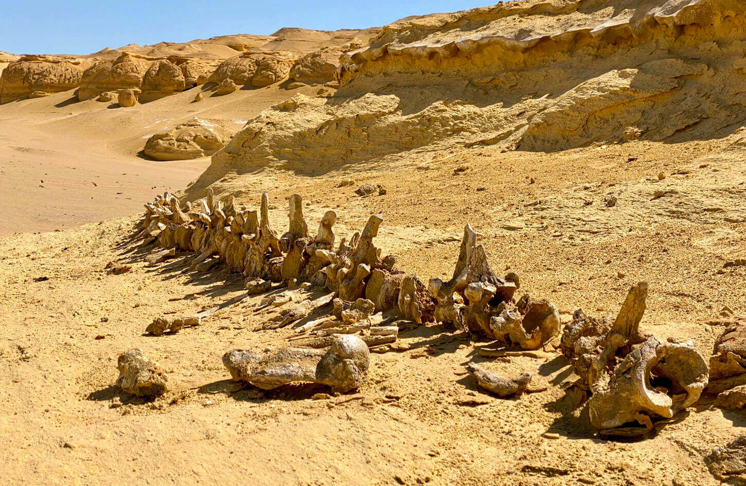 One of the remains of whales in Wadi Hitan