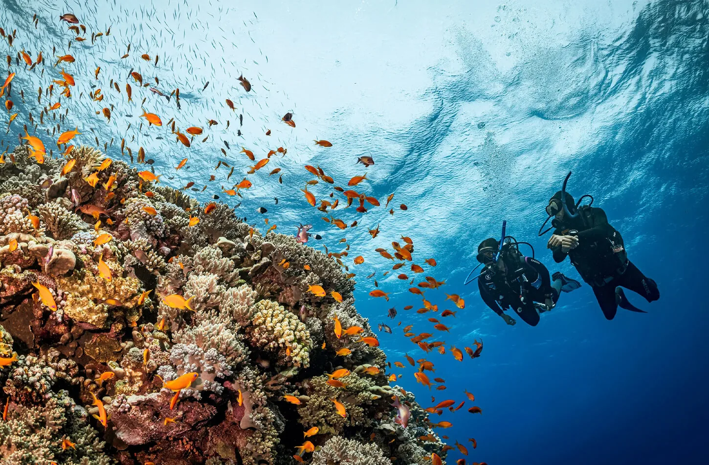 Two people diving in Sharm El Sheikh
