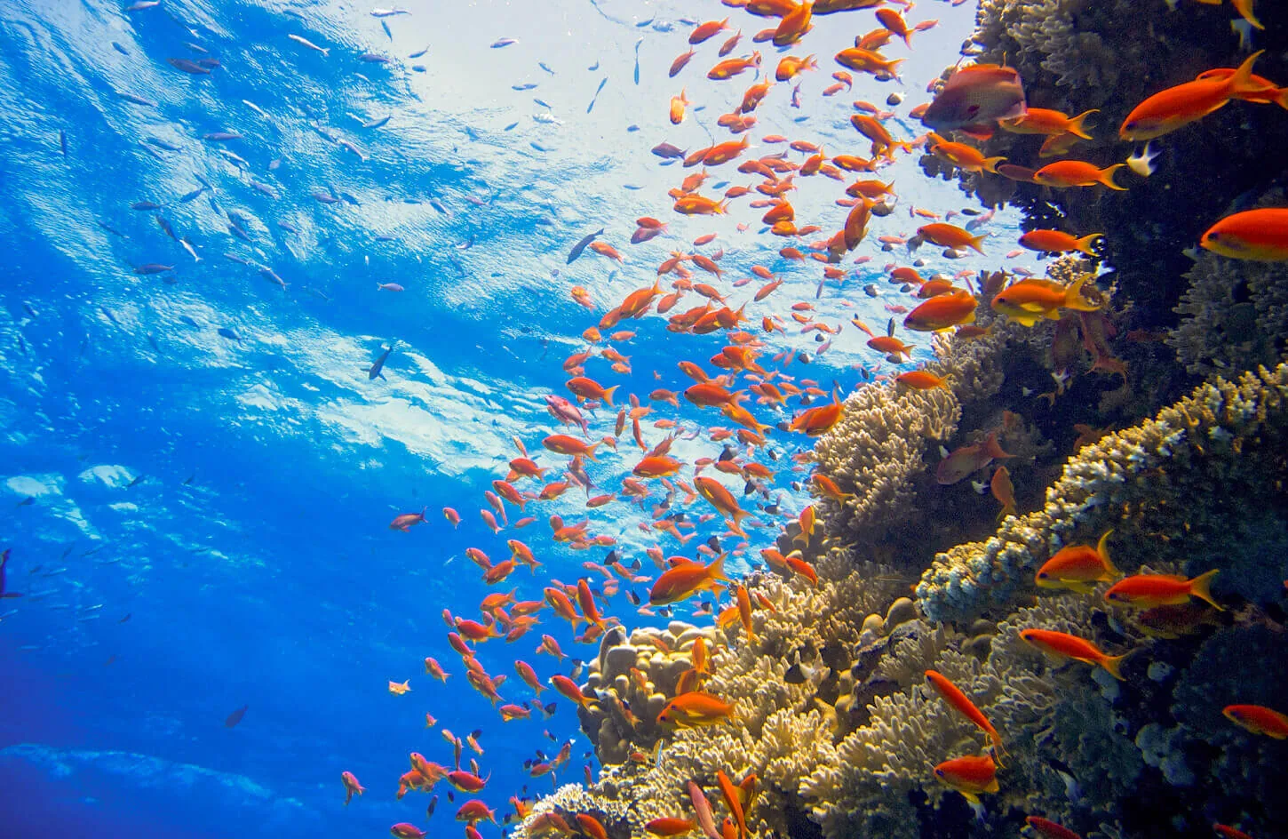 Coral reefs with fish in the waters of the Red Sea