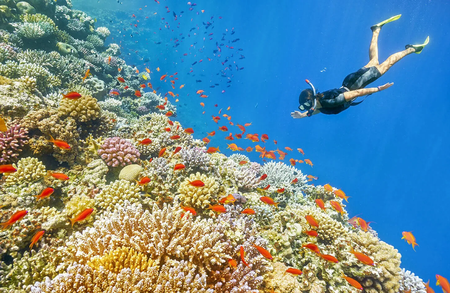 One of the dives in the waters of the Red Sea
