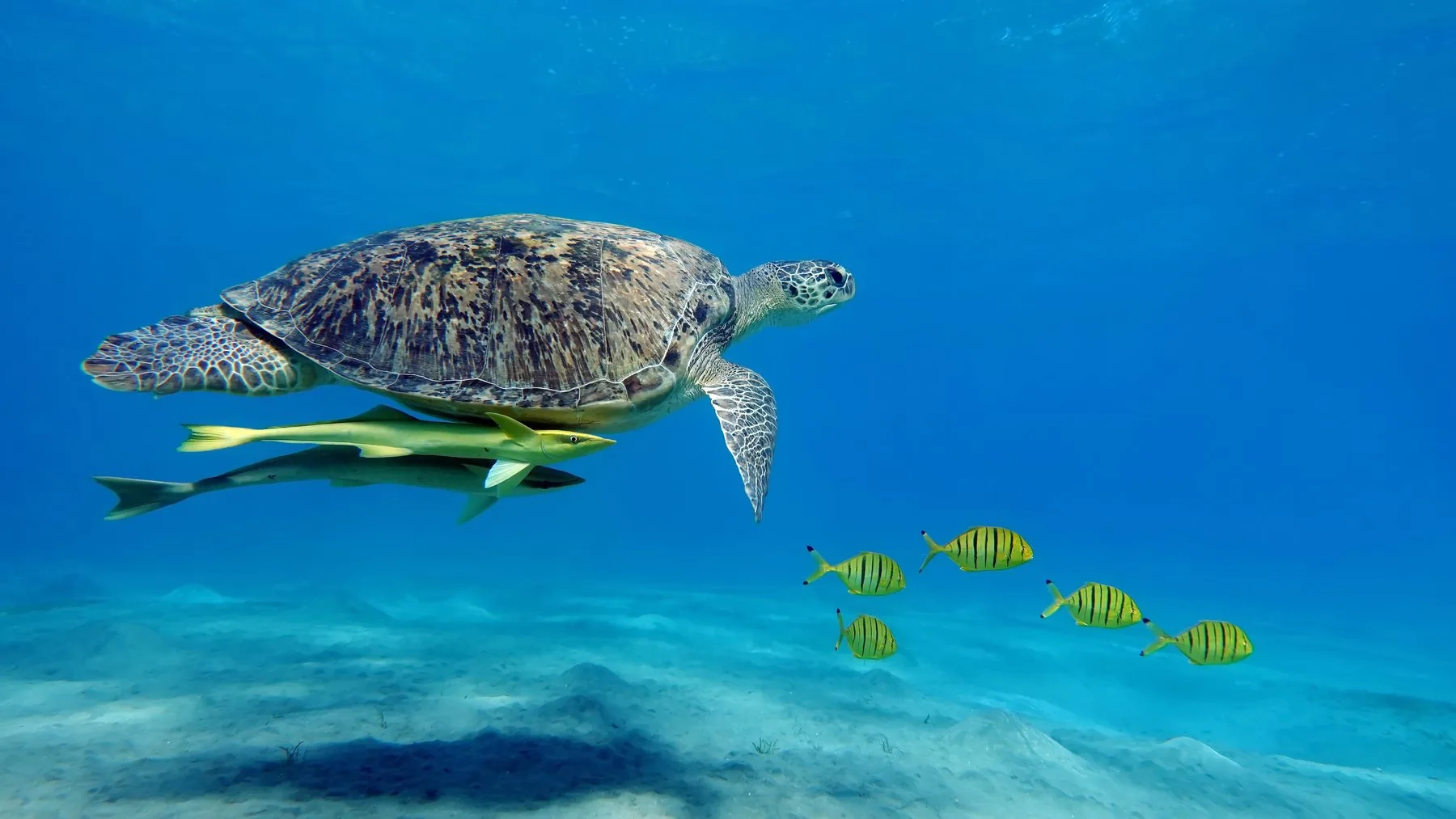 City marsa alam tours